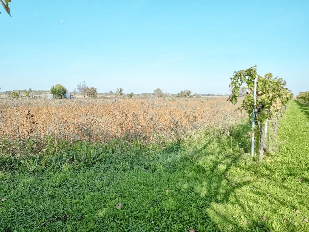 Feld